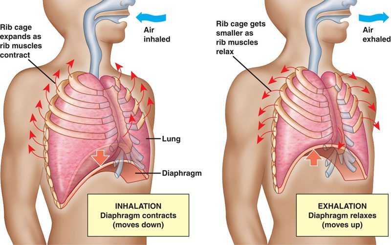Diagram of Inhalation and Exhalation